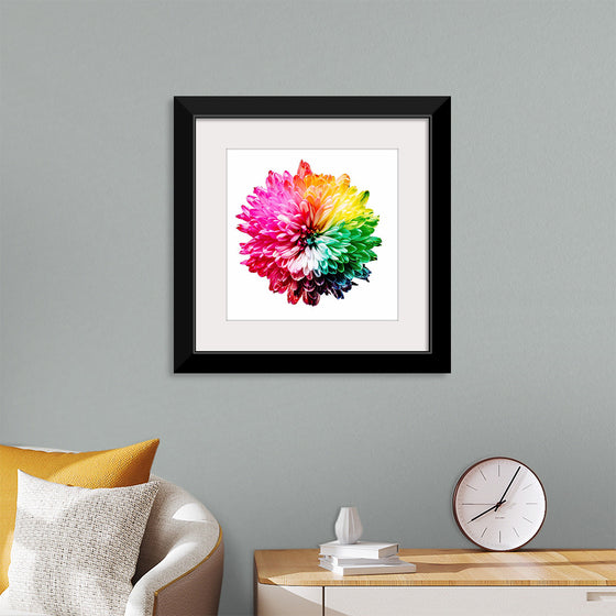 "Multicolored Chrysanthemum"