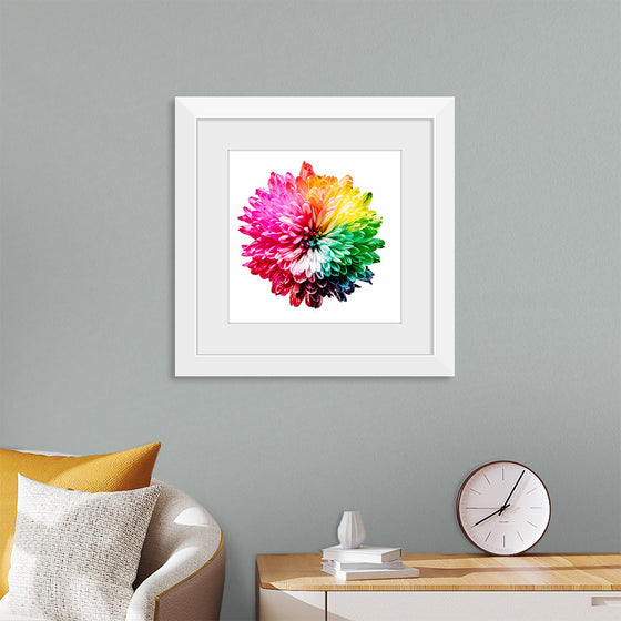 "Multicolored Chrysanthemum"