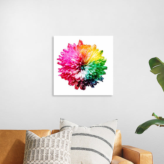 "Multicolored Chrysanthemum"