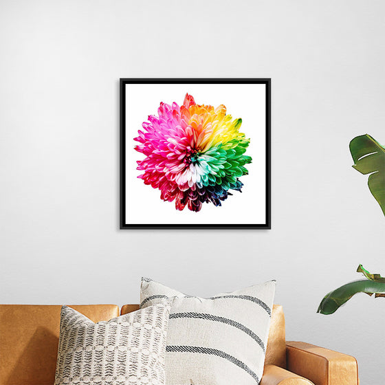 "Multicolored Chrysanthemum"