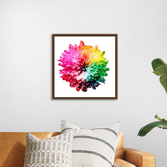 "Multicolored Chrysanthemum"