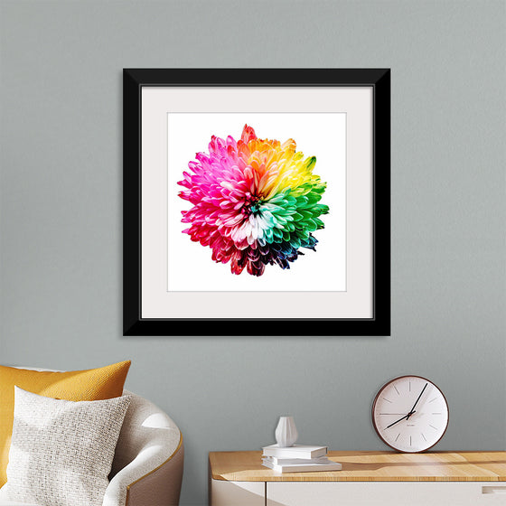 "Multicolored Chrysanthemum"