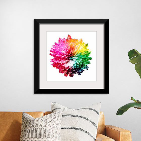 "Multicolored Chrysanthemum"