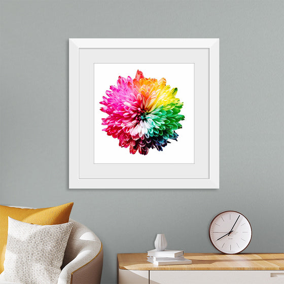 "Multicolored Chrysanthemum"