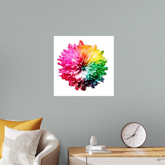 "Multicolored Chrysanthemum"