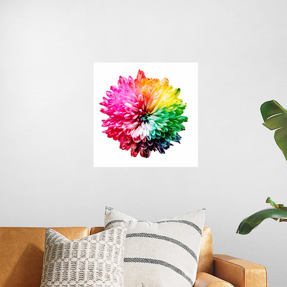 "Multicolored Chrysanthemum"