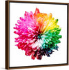 "Multicolored Chrysanthemum"