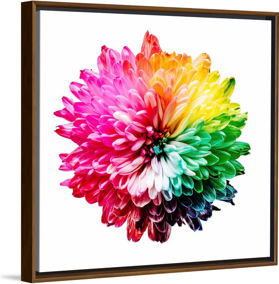 "Multicolored Chrysanthemum"