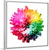 "Multicolored Chrysanthemum"