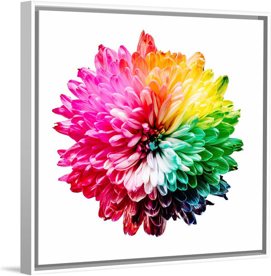 "Multicolored Chrysanthemum"