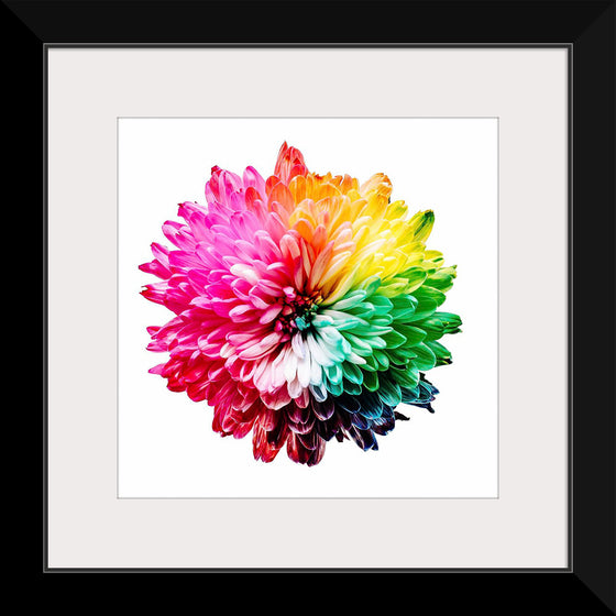 "Multicolored Chrysanthemum"