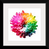 "Multicolored Chrysanthemum"