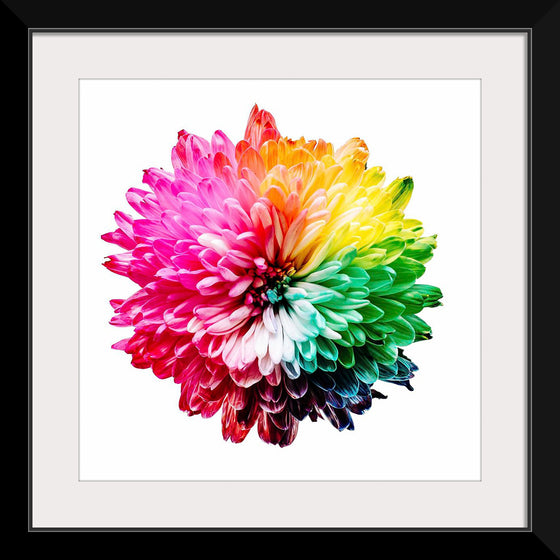 "Multicolored Chrysanthemum"