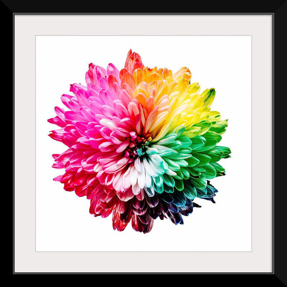 "Multicolored Chrysanthemum"