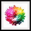 "Multicolored Chrysanthemum"