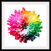 "Multicolored Chrysanthemum"