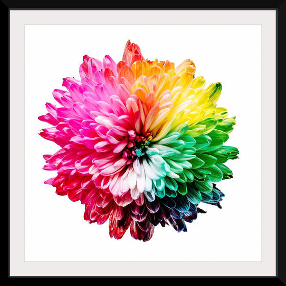 "Multicolored Chrysanthemum"