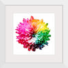 "Multicolored Chrysanthemum"