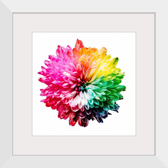 "Multicolored Chrysanthemum"