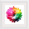 "Multicolored Chrysanthemum"