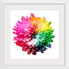 "Multicolored Chrysanthemum"