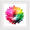 "Multicolored Chrysanthemum"