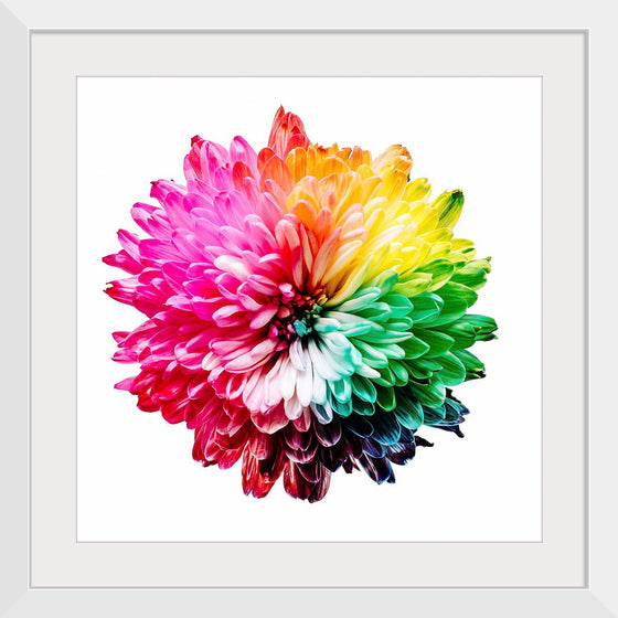 "Multicolored Chrysanthemum"