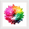 "Multicolored Chrysanthemum"