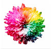 "Multicolored Chrysanthemum"