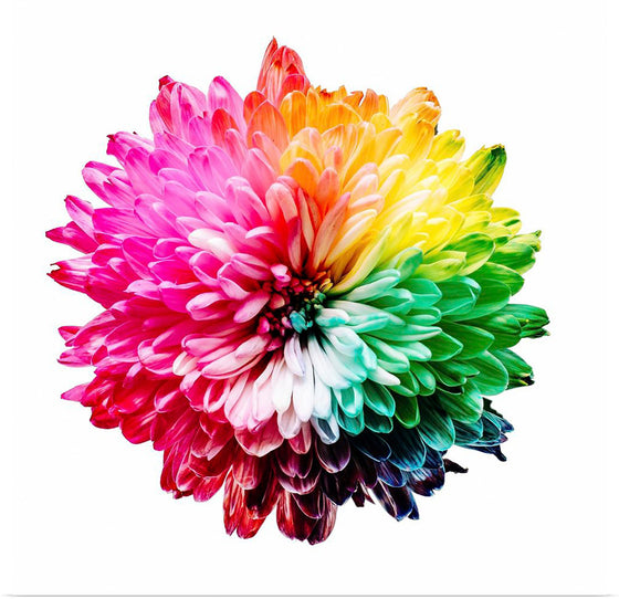 "Multicolored Chrysanthemum"