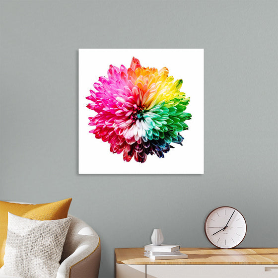 "Multicolored Chrysanthemum"