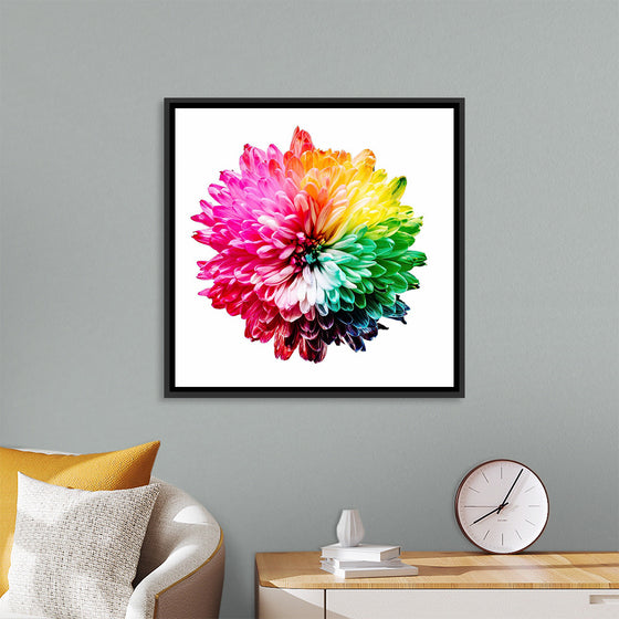 "Multicolored Chrysanthemum"