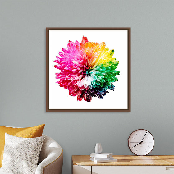 "Multicolored Chrysanthemum"