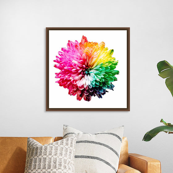 "Multicolored Chrysanthemum"