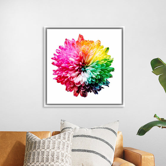 "Multicolored Chrysanthemum"