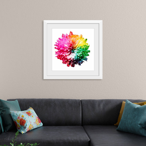 "Multicolored Chrysanthemum"