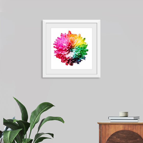 "Multicolored Chrysanthemum"