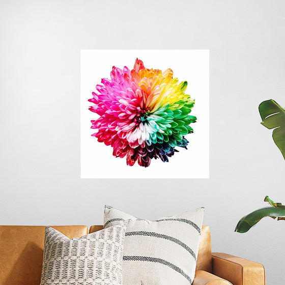 "Multicolored Chrysanthemum"