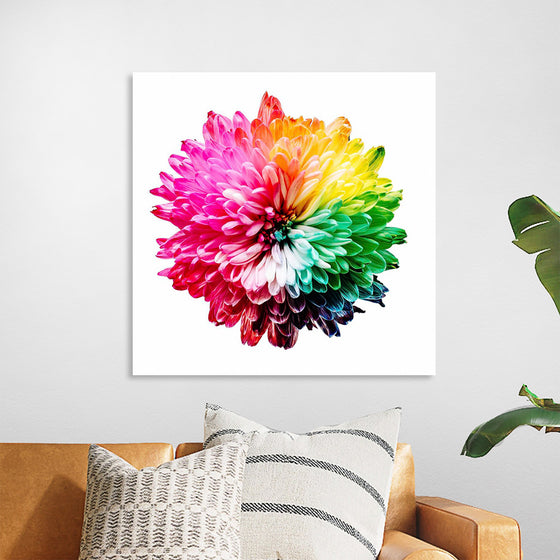 "Multicolored Chrysanthemum"