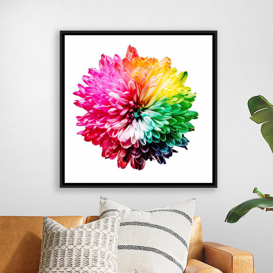 "Multicolored Chrysanthemum"