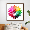 "Multicolored Chrysanthemum"