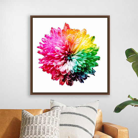 "Multicolored Chrysanthemum"