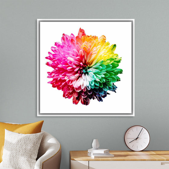 "Multicolored Chrysanthemum"