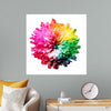 "Multicolored Chrysanthemum"