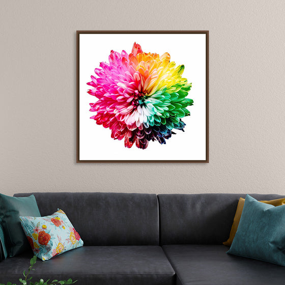 "Multicolored Chrysanthemum"