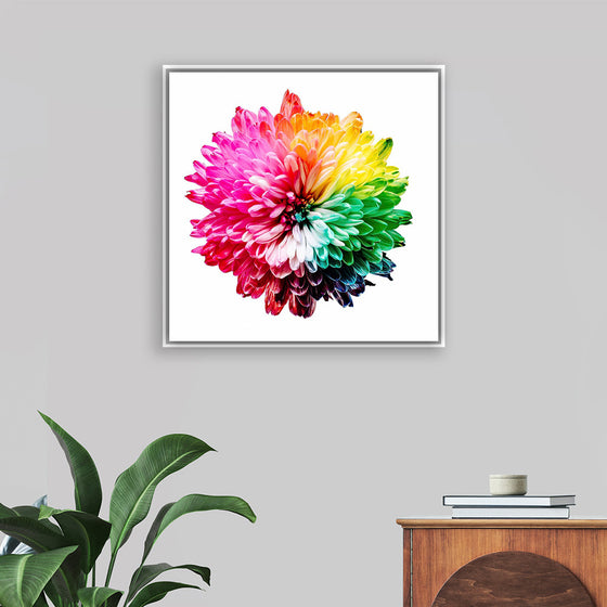 "Multicolored Chrysanthemum"