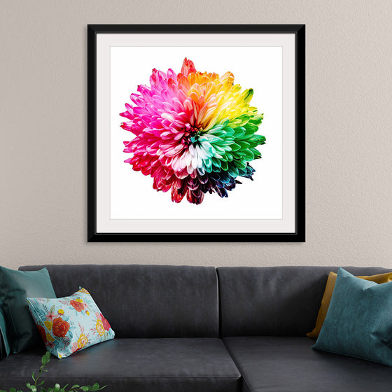 "Multicolored Chrysanthemum"