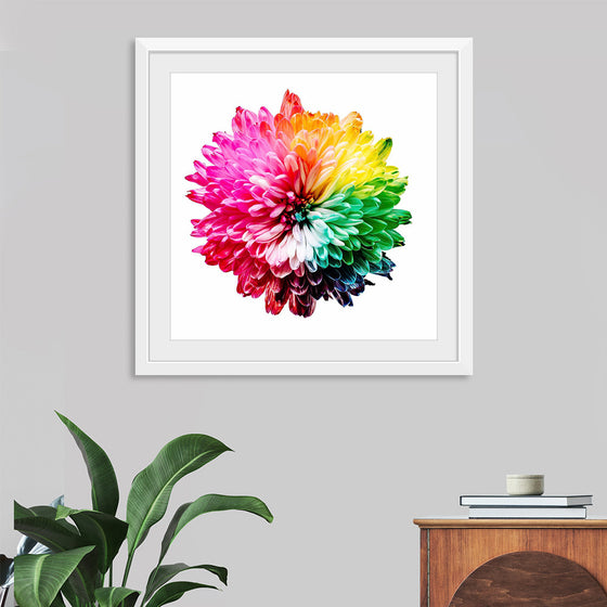 "Multicolored Chrysanthemum"