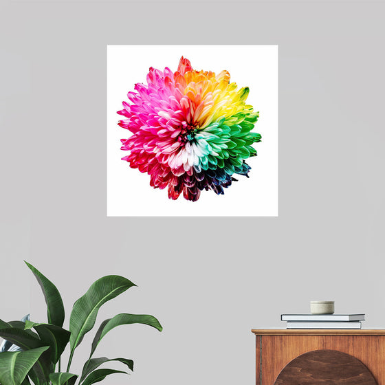 "Multicolored Chrysanthemum"