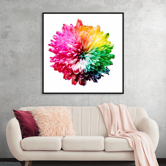 "Multicolored Chrysanthemum"